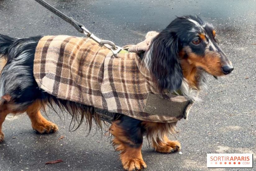 Paris Sausage Walk, la Marche des Teckels 2025
