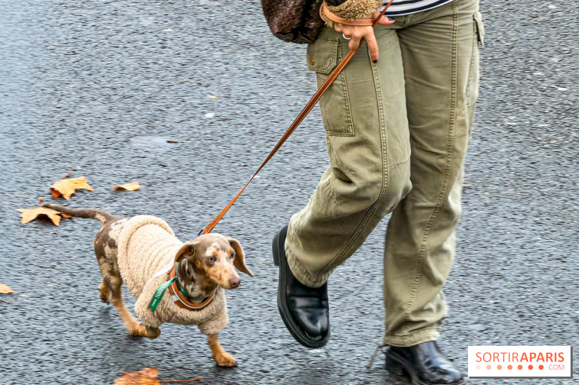 Paris Sausage Walk, la Marche des Teckels 2025