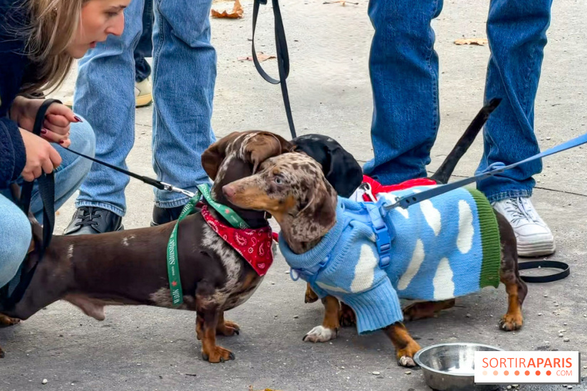 Paris Sausage Walk, la Marche des Teckels 2025