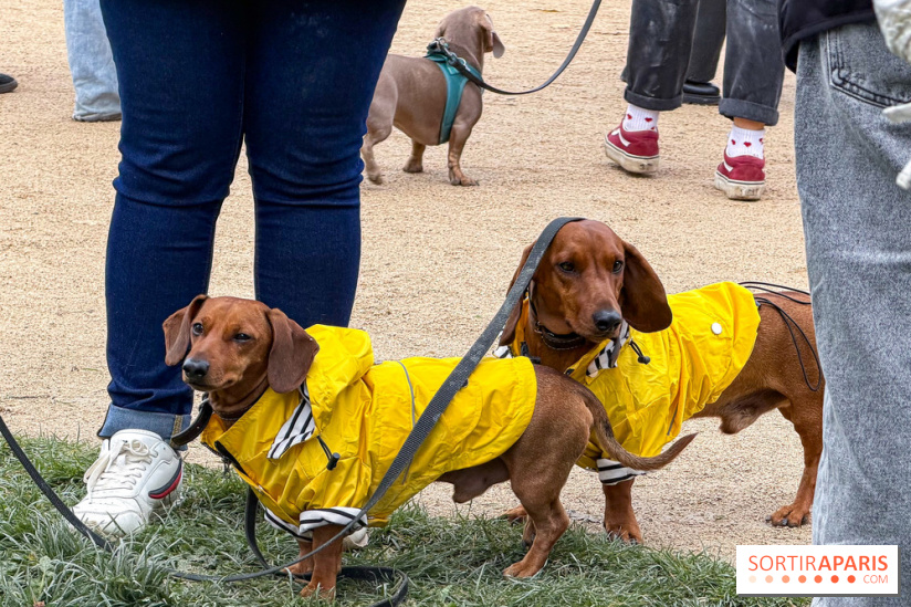 Paris Sausage Walk, la Marche des Teckels 2025