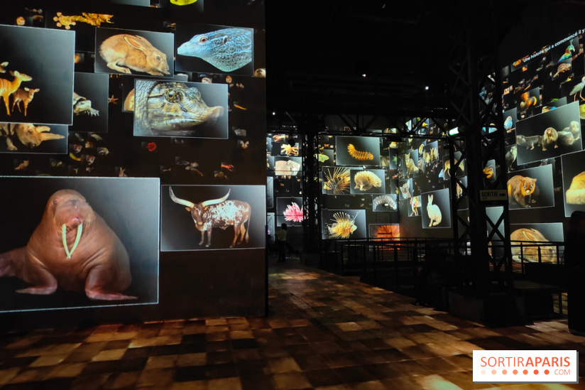 Dinosaures : l'expérience immersive qui nous fait remonter le temps à l'Atelier des Lumières, photos - fotor 1764680504935