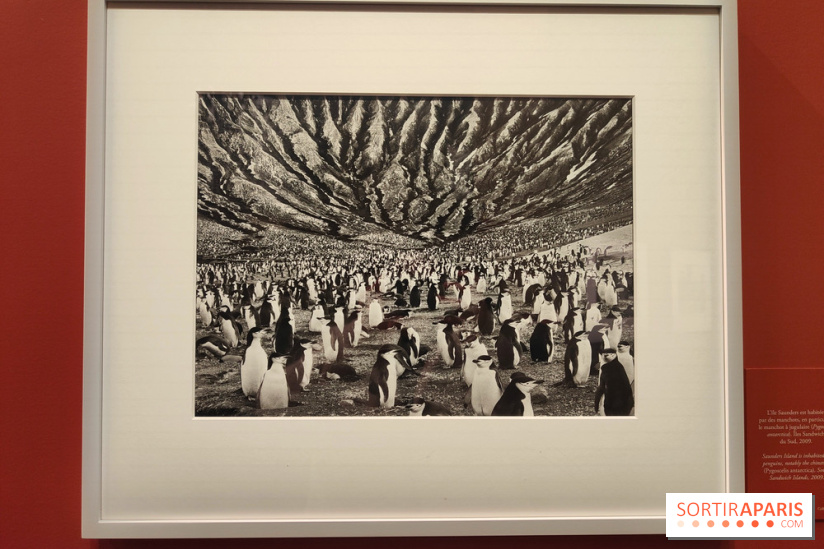 Sebastião Salgado au cœur d'une exposition de photos gratuite à l'Hôtel de Ville de Paris