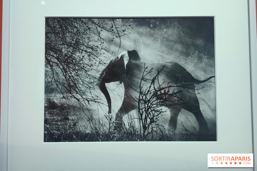 Sebastião Salgado au cœur d'une exposition de photos gratuite à l'Hôtel de Ville de Paris
