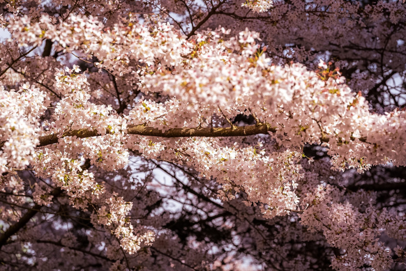 Les cerisiers en fleurs au Parc de Billancourt à Boulogne-Billancourt, Hanami aux portes de Paris