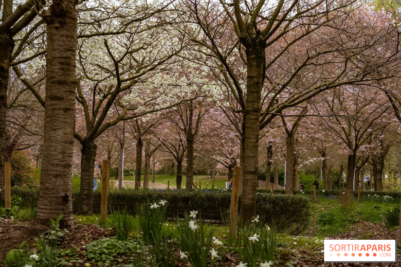 Les cerisiers du parc Martin Luther King - Clichy - Batignoles - A7C08818