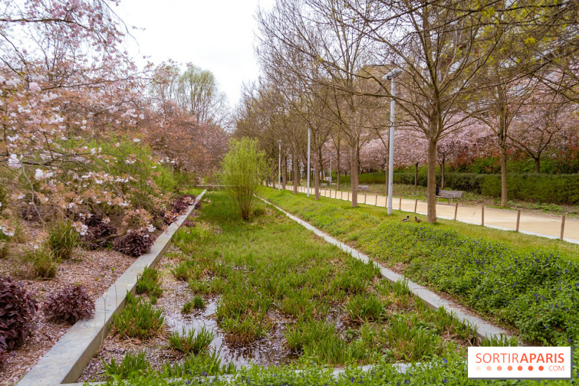 Le Parc Martin Luther King Et Ses Cerisiers En Fleurs Le Spot Hanami Le Parc Martin Luther King Et Ses Cerisiers En Fleurs Le Spot Hanami