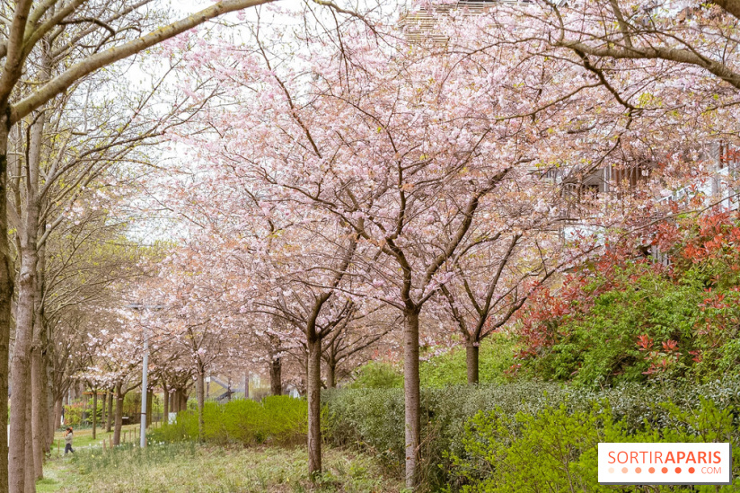 Les cerisiers du parc Martin Luther King - Clichy - Batignoles - A7C08844