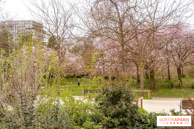 Les cerisiers du parc Martin Luther King - Clichy - Batignoles - A7C08846