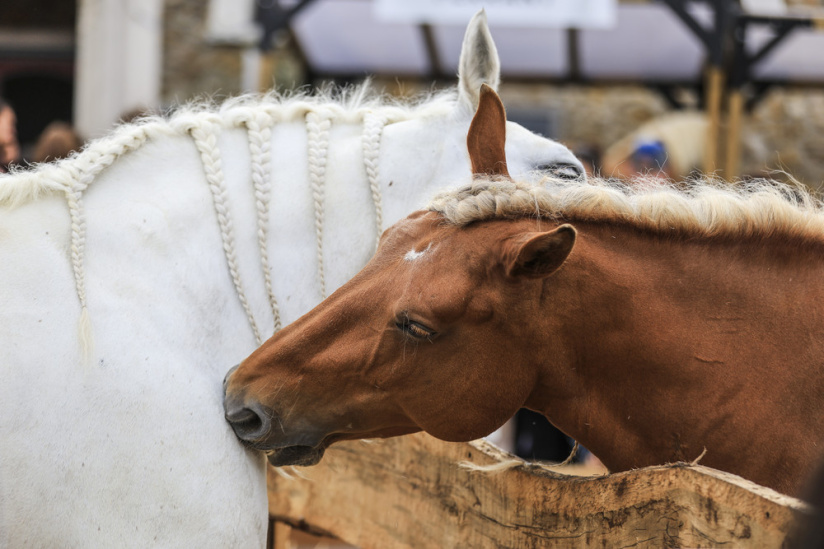 La Fête du Cheval, une journée familiale à l’Hippodrome d’Enghien-Soisy - BV BV 5977