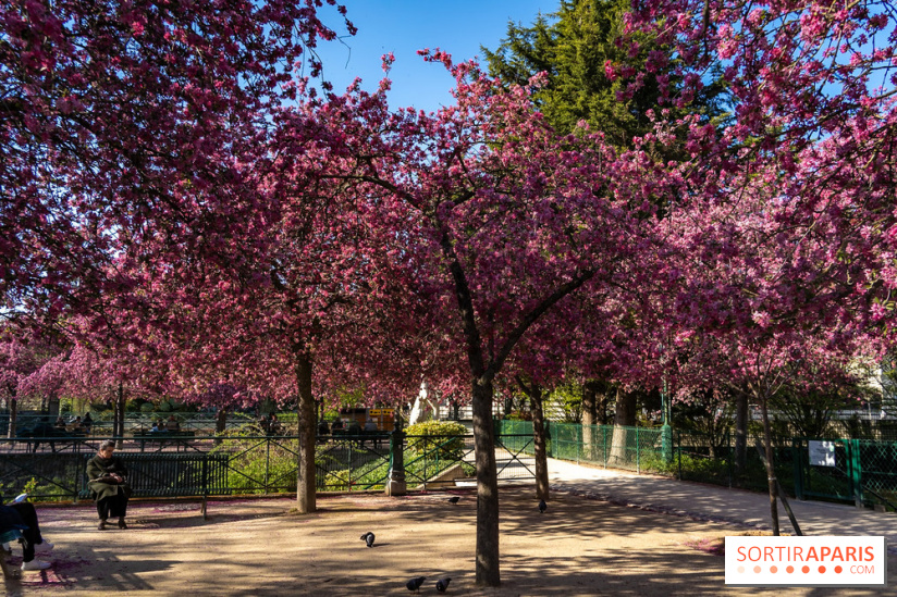 Les pommiers et cerisiers en fleurs du Jardin de Reuilly, Parc de Reuilly à Paris 12e - photos