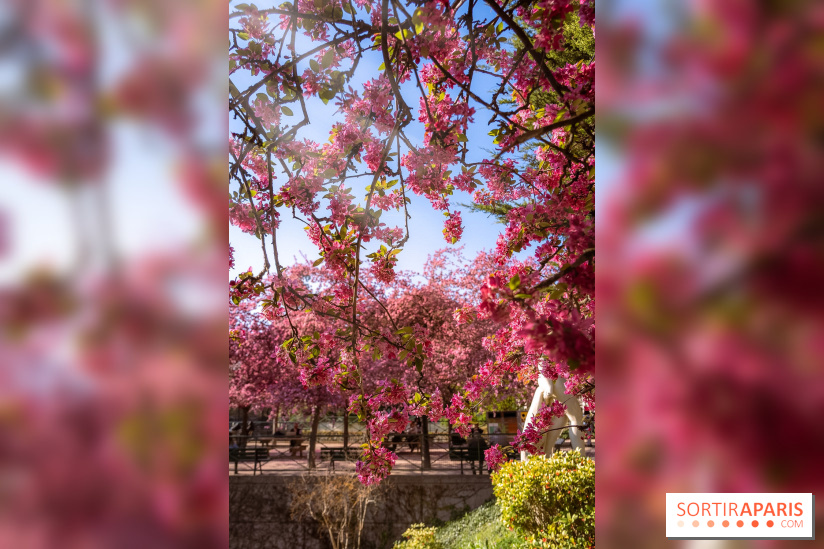 Les pommiers et cerisiers en fleurs du Jardin de Reuilly, Parc de Reuilly à Paris 12e - photos