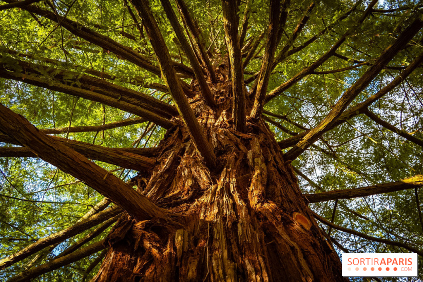 Le jardin botanique de Launay et arboretum de l'Université Paris Saclay à Orsay - les photos - A7C09589