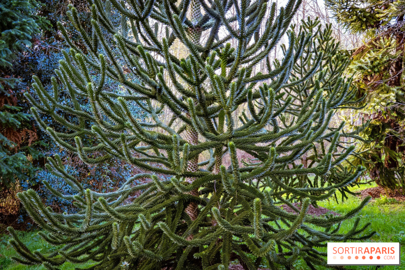 Le jardin botanique de Launay et arboretum de l'Université Paris Saclay à Orsay - les photos