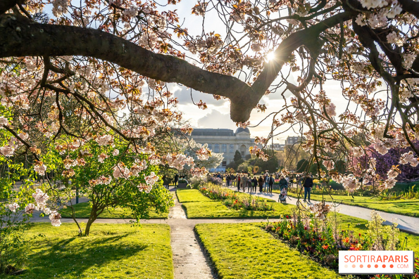 Les floraisons exceptionnelles du Jardin des Plantes 2026 : tulipes, coquelicots et cerisiers - photos - A7C00582