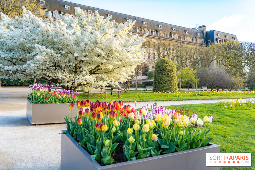 Les floraisons exceptionnelles du Jardin des Plantes 2026 : tulipes, coquelicots et cerisiers - photos
