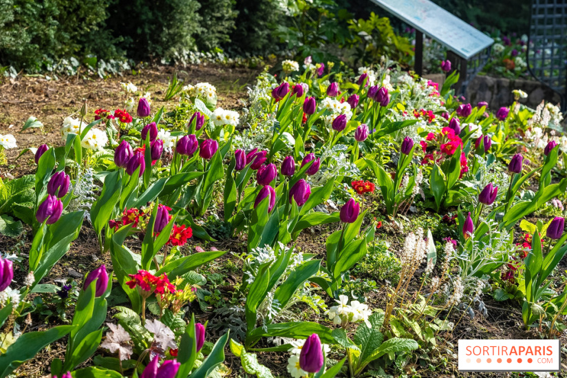 Le Parc de Bagatelle au printemps, cerisier, tulipes et jonquilles - photos