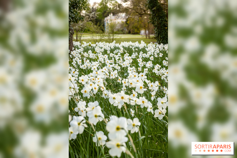 Le Parc de Bagatelle au printemps, cerisier, tulipes et jonquilles - photos