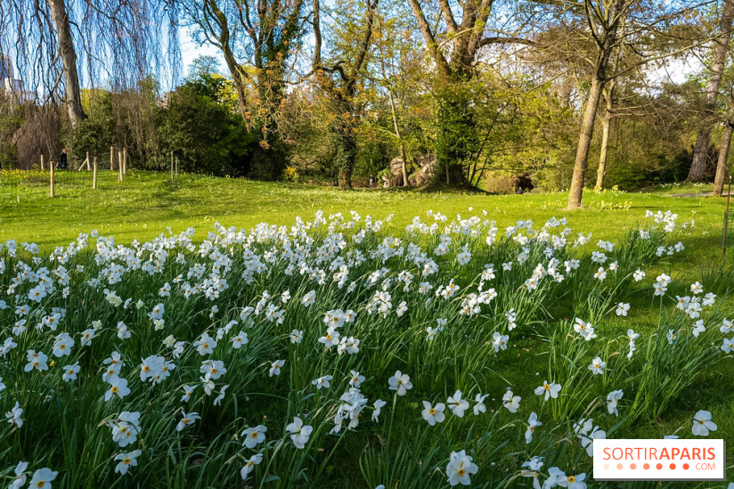 Le Parc de Bagatelle au printemps, cerisier, tulipes et jonquilles - photos