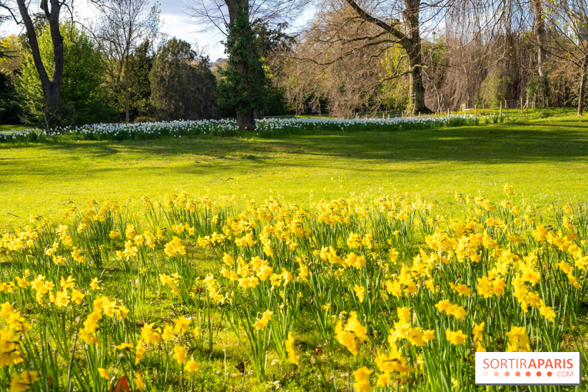 Le Parc de Bagatelle au printemps, cerisier, tulipes et jonquilles - photos