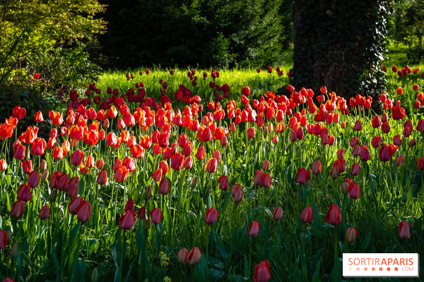 Le Parc de Bagatelle au printemps, cerisier, tulipes et jonquilles - photos