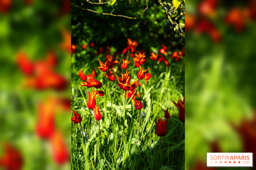 Le Parc de Bagatelle au printemps, cerisier, tulipes et jonquilles - photos