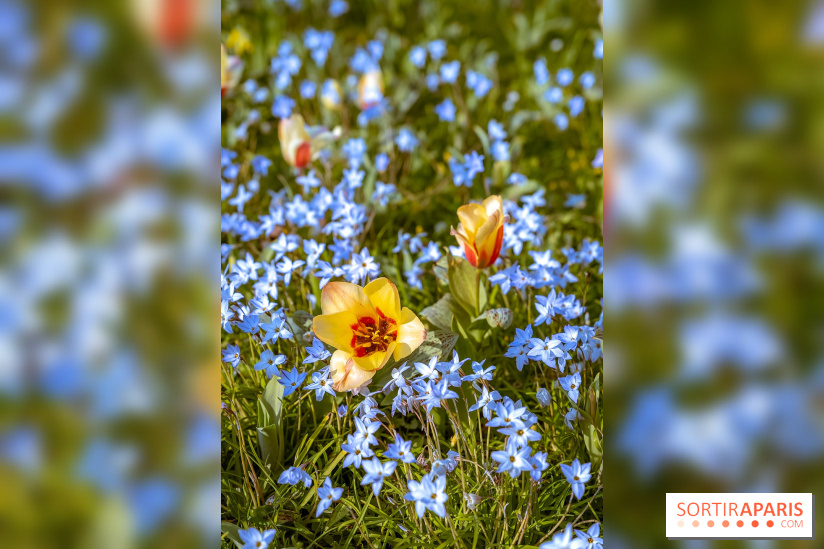 Le Parc de Bagatelle au printemps, cerisier, tulipes et jonquilles - photos