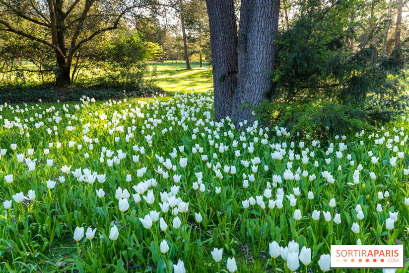 Le Parc de Bagatelle au printemps, cerisier, tulipes et jonquilles - photos