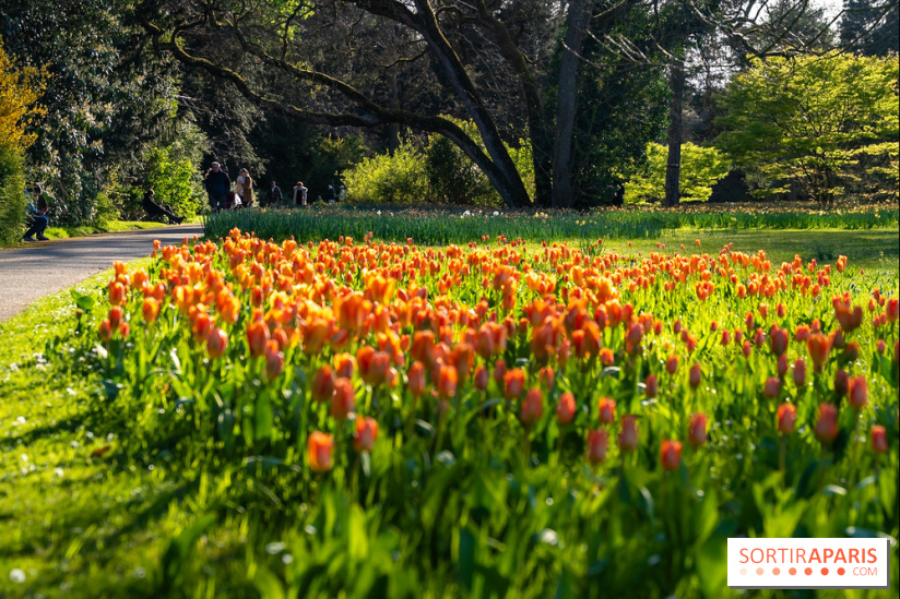 Le Parc de Bagatelle au printemps, cerisier, tulipes et jonquilles - photos