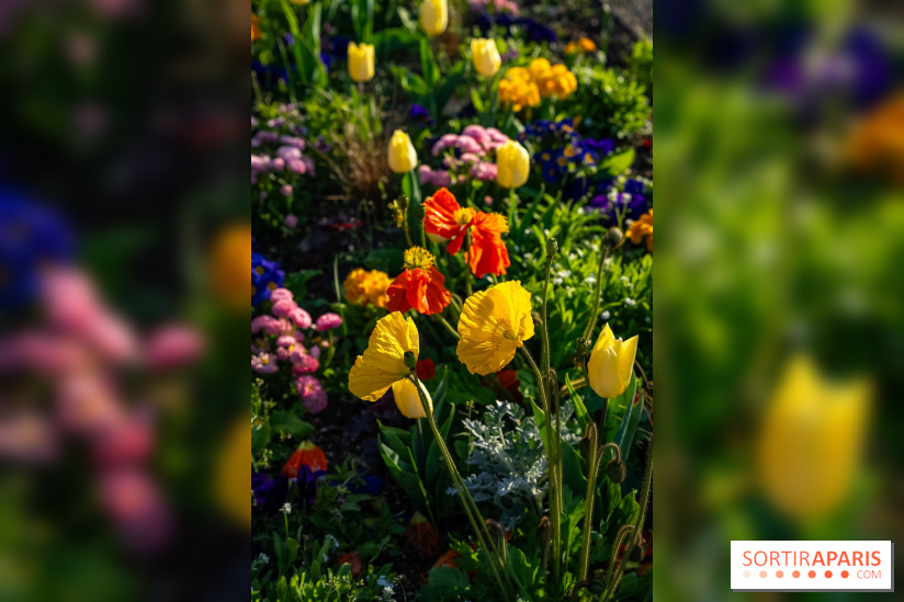 Le Parc de Bagatelle au printemps, cerisier, tulipes et jonquilles - photos