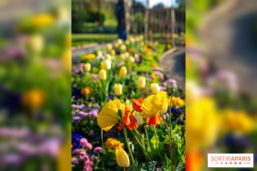 Le Parc de Bagatelle au printemps, cerisier, tulipes et jonquilles - photos