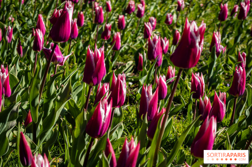 Les tulipes du Château de Dampierre, son jardin anglais et le jardin Le Nôtre