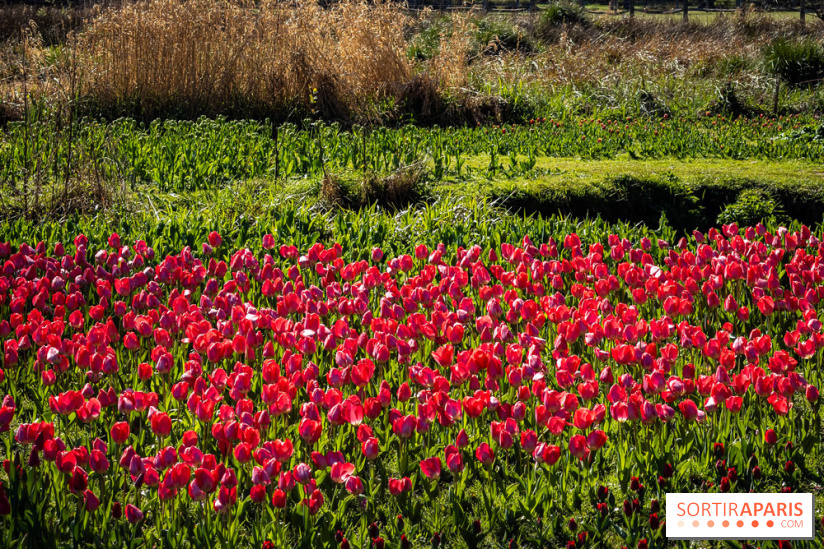 Les tulipes du Château de Dampierre, son jardin anglais et le jardin Le Nôtre