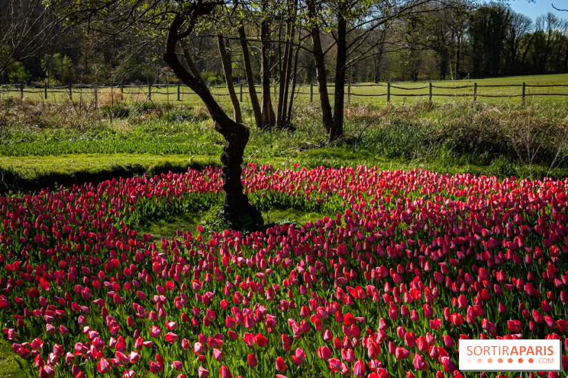 Les tulipes du Château de Dampierre, son jardin anglais et le jardin Le Nôtre