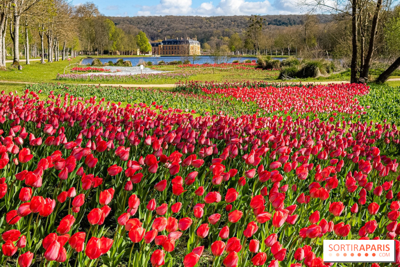Les tulipes du Château de Dampierre, son jardin anglais et le jardin Le Nôtre