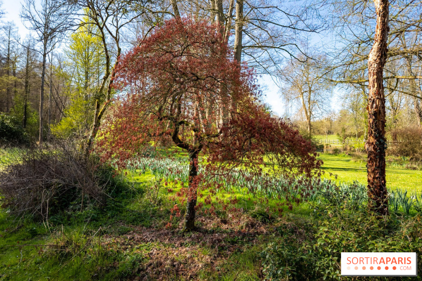 Les tulipes du Château de Dampierre, son jardin anglais et le jardin Le Nôtre