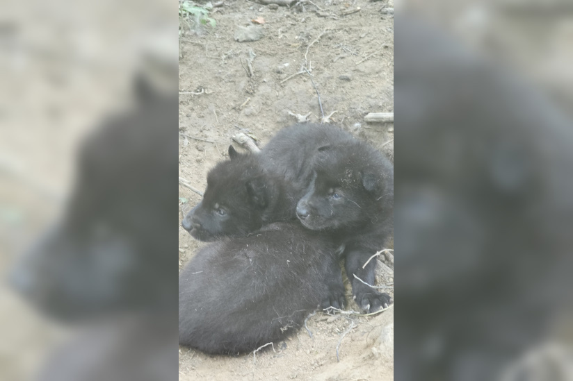 Les Petits louveteaux de la Forêt des loups