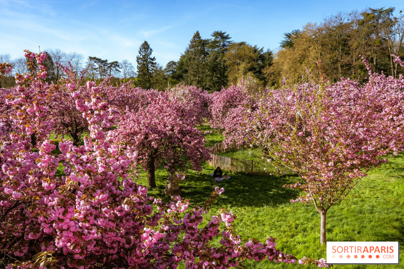 Hanami au Parc de Sceaux 2026, les cerisiers en fleurs et ses  animations - A7C01673