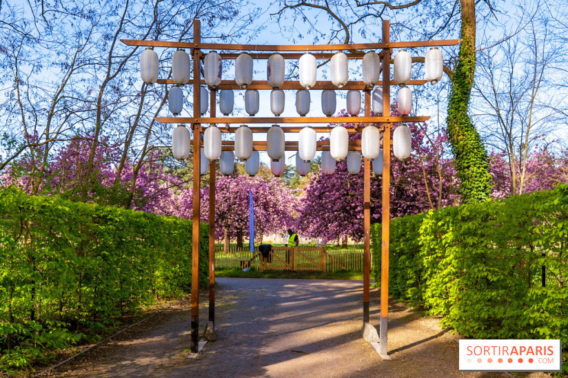 Hanami au Parc de Sceaux 2026, les cerisiers en fleurs et ses  animations