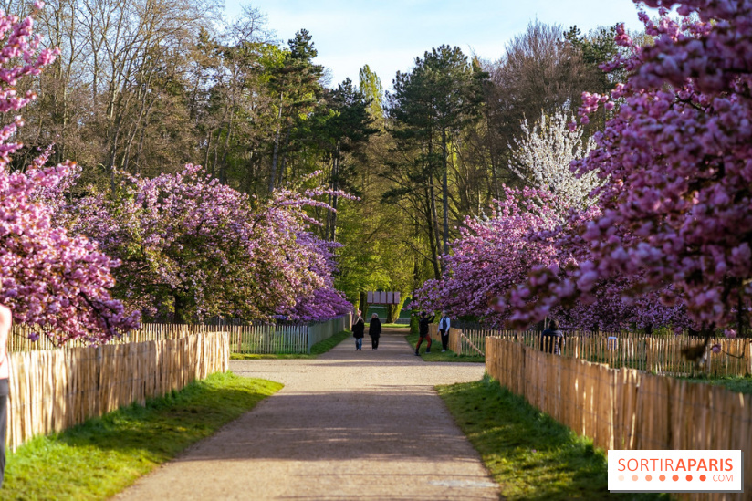 Hanami au Parc de Sceaux 2026, les cerisiers en fleurs et ses  animations - A7C01497