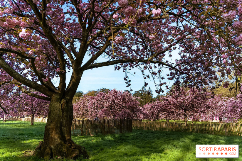 Hanami au Parc de Sceaux 2026, les cerisiers en fleurs et ses  animations
