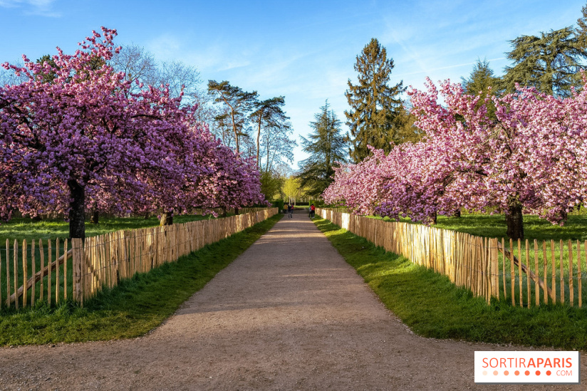 Hanami au Parc de Sceaux 2026, les cerisiers en fleurs et ses  animations - A7C01378