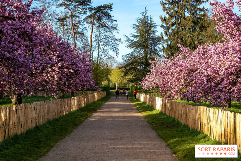 Hanami au Parc de Sceaux 2026, les cerisiers en fleurs et ses  animations