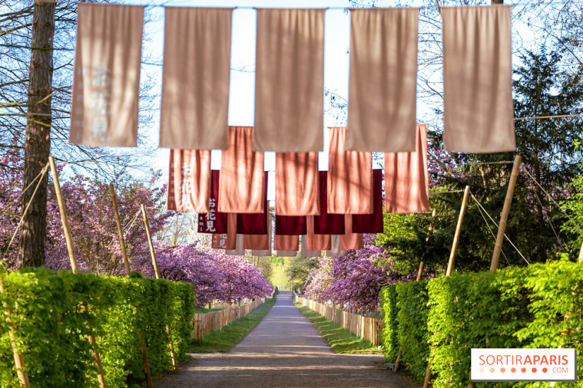 Hanami au Parc de Sceaux 2026, les cerisiers en fleurs et ses  animations
