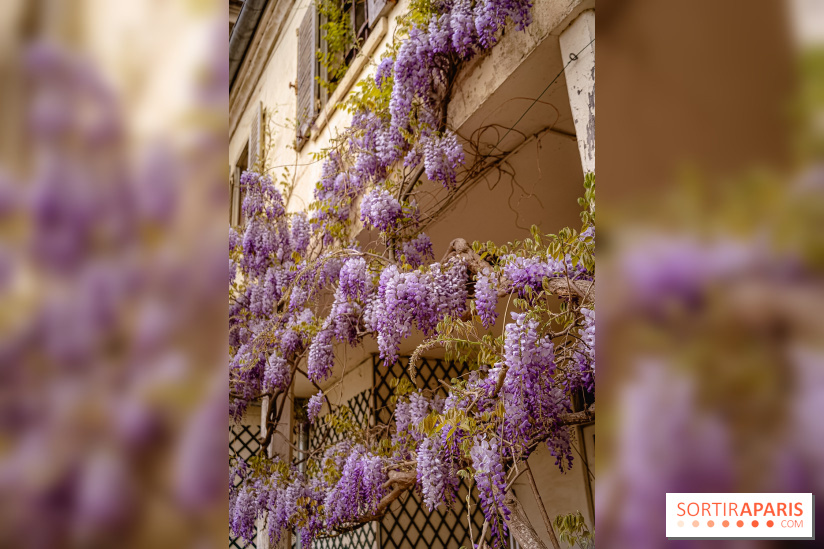 Château de Courson et son domaine : Parc Botanique et Jardin Remarquable en Région Parisienne  - A7C03024