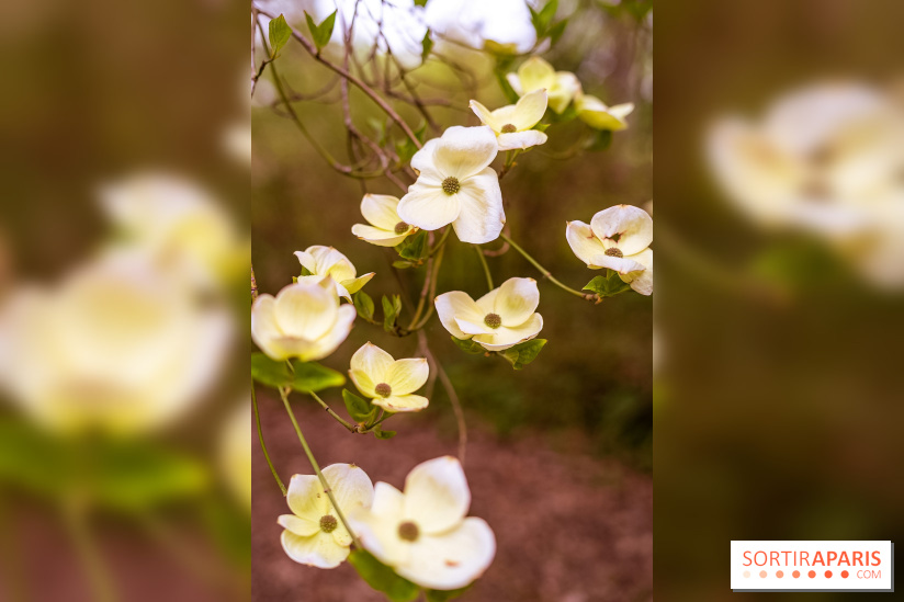 Château de Courson et son domaine : Parc Botanique et Jardin Remarquable en Région Parisienne  - A7C02947