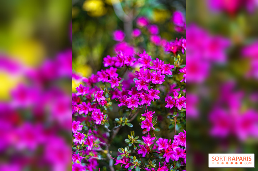 Parc et Jardins du Château de Fontainebleau - les photos  - A7C04481