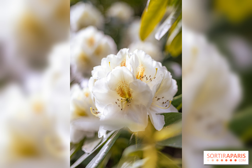 Parc et Jardins du Château de Fontainebleau - les photos  - A7C04469