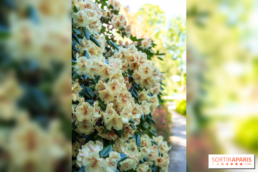 Parc et Jardins du Château de Fontainebleau - les photos  - A7C04819