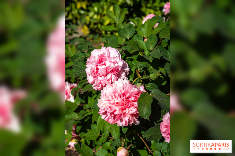 Parc et Jardins du Château de Fontainebleau - les photos  - A7C04810