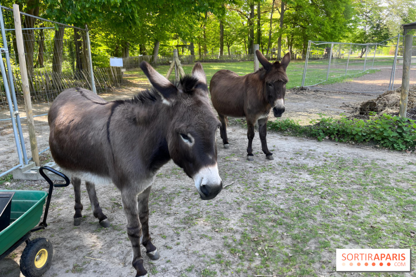 Avon'Ânes, les balades avec des ânes, à Avon - nos photos - IMG 7768